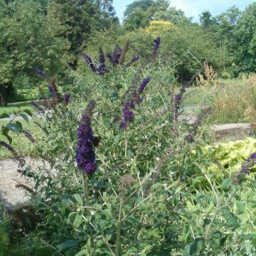 Buddleja davidii Black knight - Sommerflieder