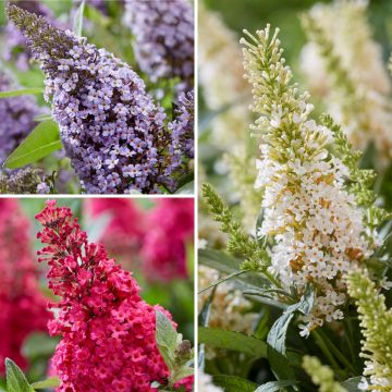 Buddleja davidii Butterfly Candy Trio Mix - Sommerflieder