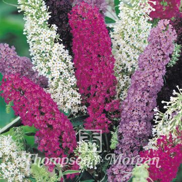 Graines de Buddleia davidii  en mélange - Arbre aux papillons