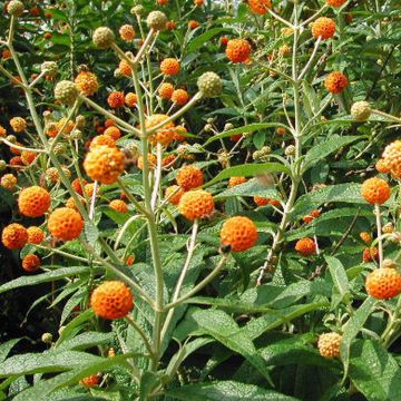 Buddleja globosa - Kugelblütiger Sommerflieder