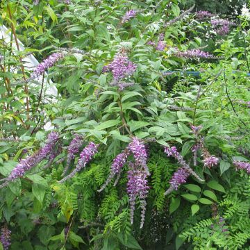 Buddleja lindleyana - Lindleys Sommerflieder