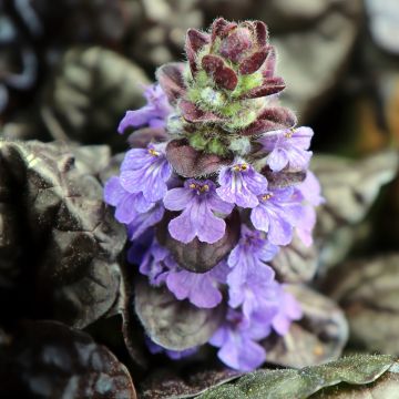 Ajuga reptans Black Scallop - Kriechender Günsel