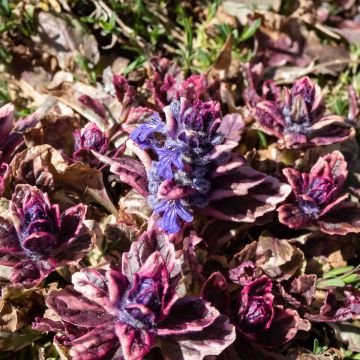 Bugle rampante - Ajuga reptans Multicolor (Rainbow)