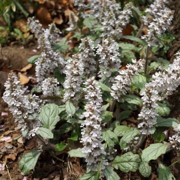 Ajuga reptans Schneekerze - Kriechender Günsel