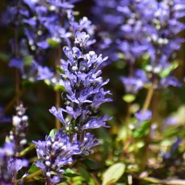 Ajuga Chocolate Chip - Kriechender Günsel