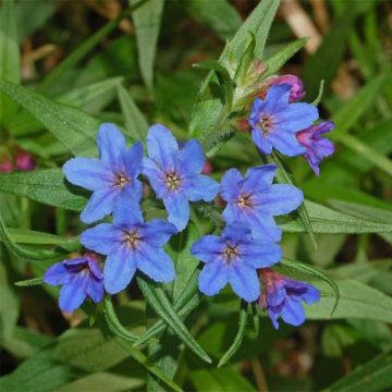 Buglossoides purpurocaerulea - Blauroter Steinsame