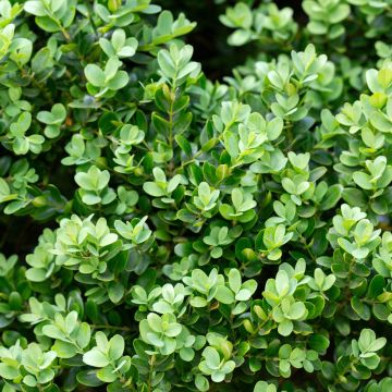 Buis - Buxus microphylla Faulkner 