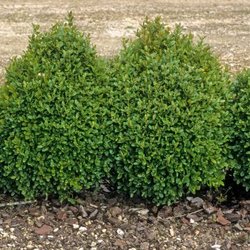 Buxus sempervirens - Buschbaum