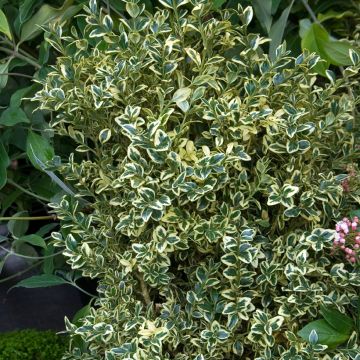 Buis commun panaché - Buxus sempervirens Elegans