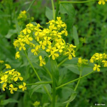 Morgenländische Zackenschote - Bunias orientalis