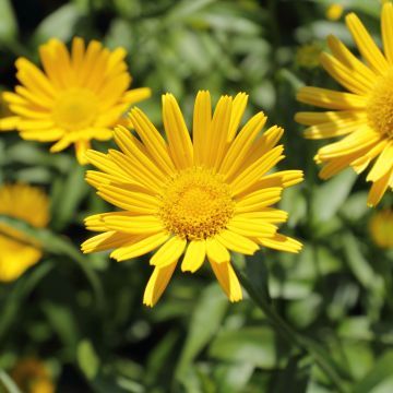 Buphthalmum salicifolium Alpen Gold - Weidenblättriges Ochsenauge