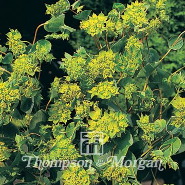 Bupleurum rotundifolium Green Gold (Samen) - Rundblättriges Hasenohr