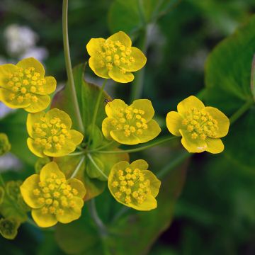 Buplèvre, Bupleurum longifolium ssp. aureum