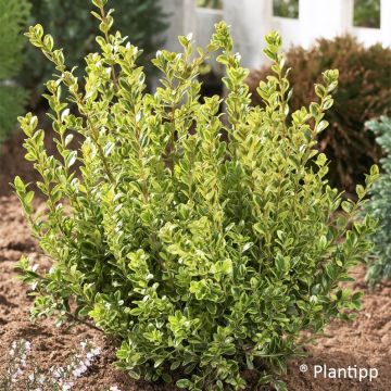 Buxus sempervirens Golden Dream - Buschbaum