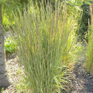 Calamagrostis acutiflora Eldorado - Reitgras