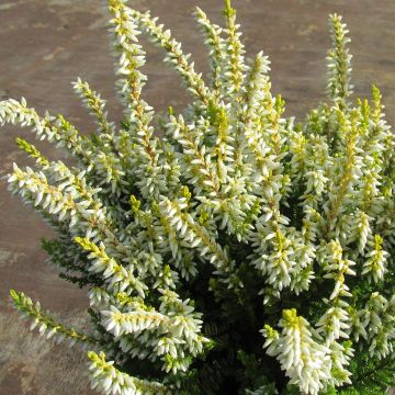 Besenheide Anouk - Calluna vulgaris