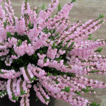 Bruyère d'été - Calluna vulgaris Radnor