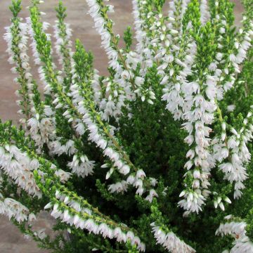 Besenheide Spring Cream - Calluna vulgaris