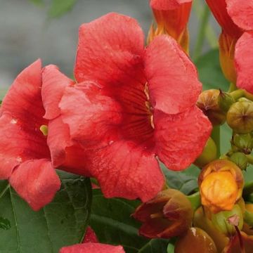 Campsis radicans Stromboli - Amerikanische Klettertrompete