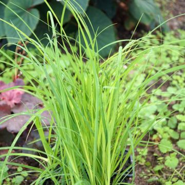 Carex acuta - Schlanke Segge