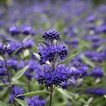 Caryopteris clandonensis Dark Knight - Spirée bleue