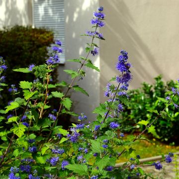 Bartblume Kew Blue - Caryopteris clandonensis