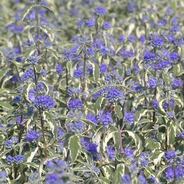 Bartblume White Surprise - Caryopteris clandonensis