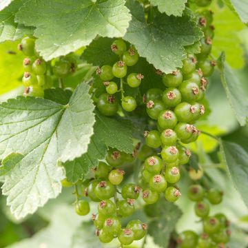 Schwarze Johannisbeere Cassissima Green Life