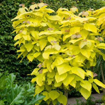 Trompetenbaum Aurea - Catalpa bignonioides