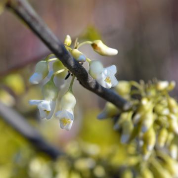 Kanadischer Judasbaum Texas White - Cercis canadensis