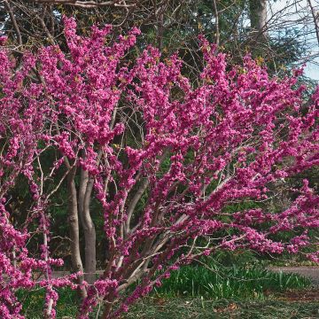 Chinesischer Judasbaum Don Egolf - Cercis chinensis