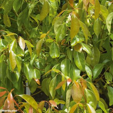 Cinnamomum camphora - Kampferbaum