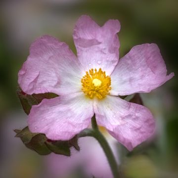 Zistrose Grayswood Pink - Cistus lenis