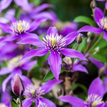 Waldrebe Stella Bella - Clematis