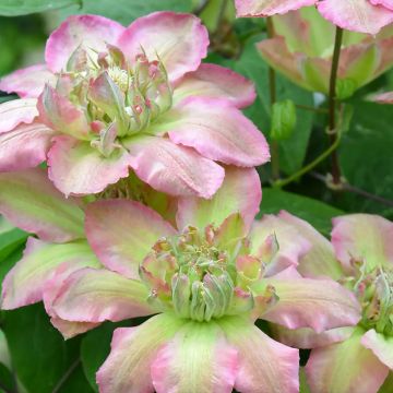 Waldrebe Pistachio Cake - Clematis