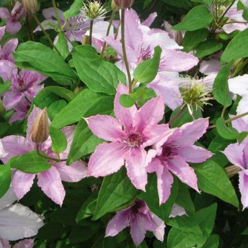 Waldrebe Hagley hybride - Clematis