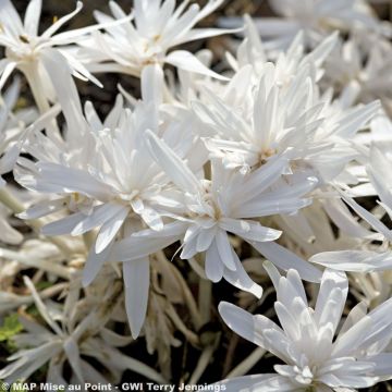 Colchicum autumnale Alboplenum - Herbst-Zeitlose