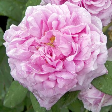 Rosa Portland Comte de Chambord - Historische Rose