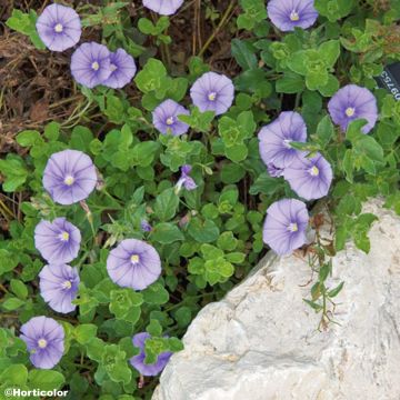 Convolvulus sabatius - Liseron de Mauritanie