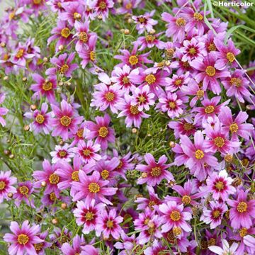 Mädchenauge Nana - Coreopsis rosea