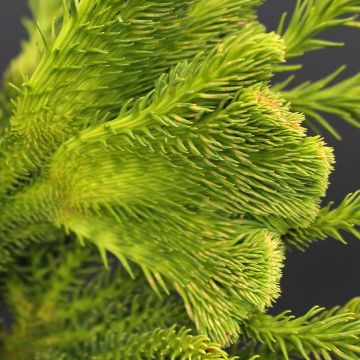 Cryptomeria japonica Tomahawk - Cèdre du Japon