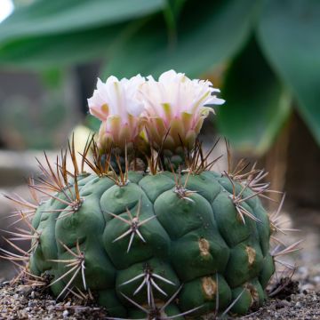 Kaktus - Gymnocalycium saglionis