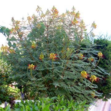 Caesalpinia gilliesii - Paradiesvogelbusch