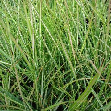 Calamagrostis acutiflora Avalanche - Reitgras