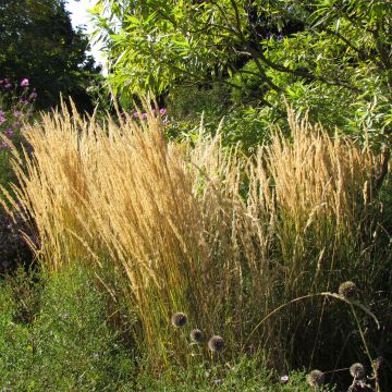 Calamagrostis acutiflora Karl Foerster - Reitgras