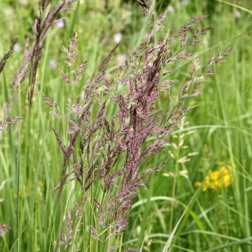 Calamagrostis acutiflora Overdam - Reitgras