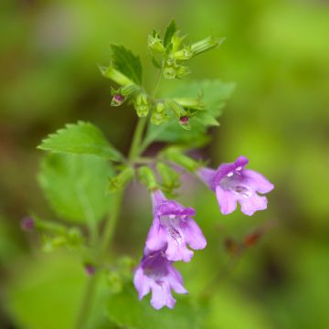 Großblütige Bergminze - Calamintha grandiflora