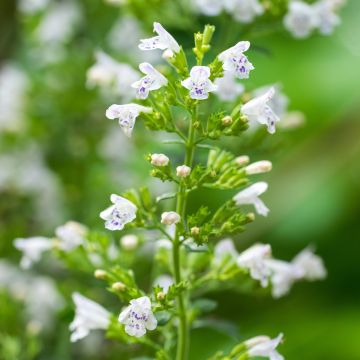 Calamintha nepeta - Calament