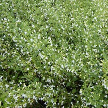 Calamintha nepeta Weisser Riese - Calament