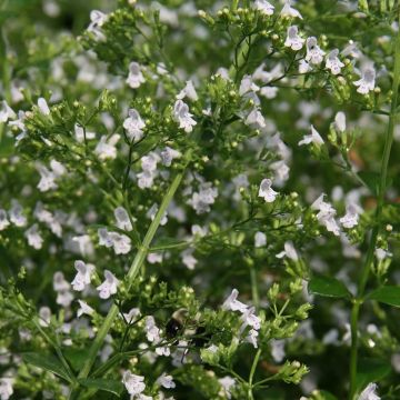 Calamintha nepeta White Cloud - Kleine Bergminze